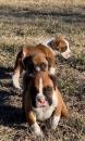 Puppies for sale Cyprus, Protaras Boxer