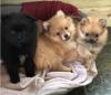 Puppies for sale Finland, Rovaniemi Pomeranian Spitz