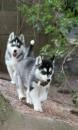 Puppies for sale Denmark, Kopenagen Haski