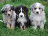 Puppies for sale Cyprus, Limassol Australian Shepherd
