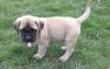 Puppies for sale France, Paris English Mastiff
