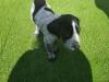 Puppies for sale Spain, Madrid German Shorthaired Pointing Dog