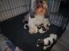 Puppies for sale Finland, Helsinki Lhasa Apso