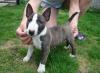 Puppies for sale Greece, Athens Bull Terrier