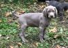 Puppies for sale Cyprus, Nicosia Weimaraner