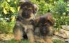 Puppies for sale Greece, Athens German Shepherd Dog