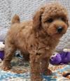 Puppies for sale France, Paris Toy-poodle