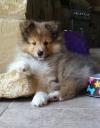 Puppies for sale Sweden, Stockholm Sheltie (Shetland Sheepdog)