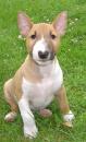 Puppies for sale Germany, Brandenburg Bull Terrier