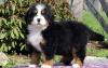 Puppies for sale Cyprus, Larnaca Bernese Mountain Dog
