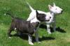 Puppies for sale France, Paris Bull Terrier