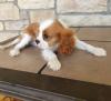 Puppies for sale France, Paris King Charles Spaniel