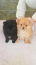 Puppies for sale Germany, Duisburg Pomeranian Spitz