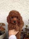 Puppies for sale Greece, Athens Toy-poodle