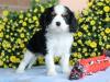Puppies for sale Germany, Kiel King Charles Spaniel