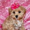 Puppies for sale Netherlands, Amsterdam , maltipoo