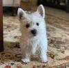 Puppies for sale Belgium, Brussels West Highland White Terrier