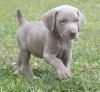 Puppies for sale Sweden, Stockholm Weimaraner