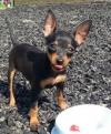 Puppies for sale Cyprus, Nicosia Doberman