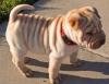 Puppies for sale Germany, Hannover Shar Pei