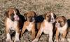 Puppies for sale Netherlands, Hemstede Boxer
