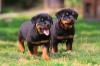 Puppies for sale Netherlands, Rotterdam Rottweiler