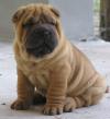 Puppies for sale Belgium, Brussels Shar Pei