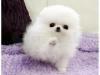 Puppies for sale Netherlands, Amsterdam Pomeranian Spitz