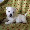Puppies for sale Finland, Helsinki West Highland White Terrier