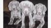 Puppies for sale Netherlands, Amsterdam Weimaraner