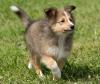 Puppies for sale Finland, Helsinki Sheltie (Shetland Sheepdog)