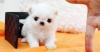 Puppies for sale Malta, Valletta Maltese
