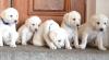 Puppies for sale Ireland, Kilkenny  , Labradoodle 