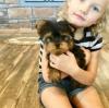 Puppies for sale Cyprus, Protaras Mixed breed, Morkie