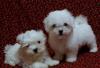 Puppies for sale Cyprus, Protaras Maltese