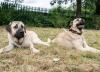 Puppies for sale France, Paris Other breed, Turkish kangal
