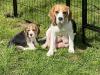 Puppies for sale Germany, Dusseldorf Beagle