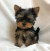 Puppies for sale Hungary, Budapest Yorkshire Terrier