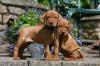 Puppies for sale Cyprus, Larnaca Hungarian pointer, vizsla