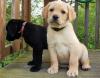 Puppies for sale Ireland, Dublin Labrador Retriever