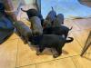 Puppies for sale Sweden, Stockholm Doberman