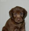 Puppies for sale Belgium, Brussels Labrador