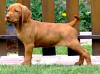 Puppies for sale Sweden, Stockholm Hungarian pointer, vizsla
