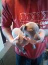 Puppies for sale Sweden, Stockholm Other breed, WHIPPET