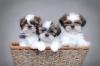 Puppies for sale Hungary, Budapest Shih Tzu