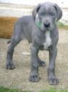 Puppies for sale Greece, Athens , Great Dane
