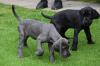 Puppies for sale Cyprus, Limassol , great dane