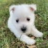 Puppies for sale Denmark, Kopenagen West Highland White Terrier