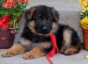Puppies for sale France, Paris German Shepherd Dog