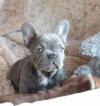 Puppies for sale Spain, Madrid French Bulldog